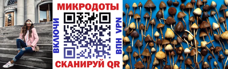 Псилоцибиновые грибы мицелий  где купить наркоту  MEGA ССЫЛКА  Покров 